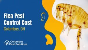 Flea Pest control Columbus