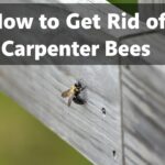 How to Get Rid of Carpenter Bees