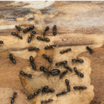 How to Identify and Remove Carpenter Ants
