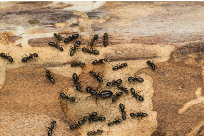 How to Identify and Remove Carpenter Ants