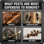 What Pests Are Most Expensive to Remove
