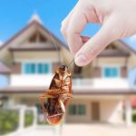 pest control