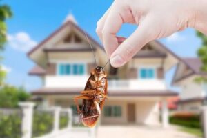pest control