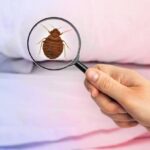 bedbug