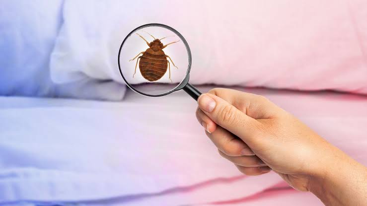 bedbug